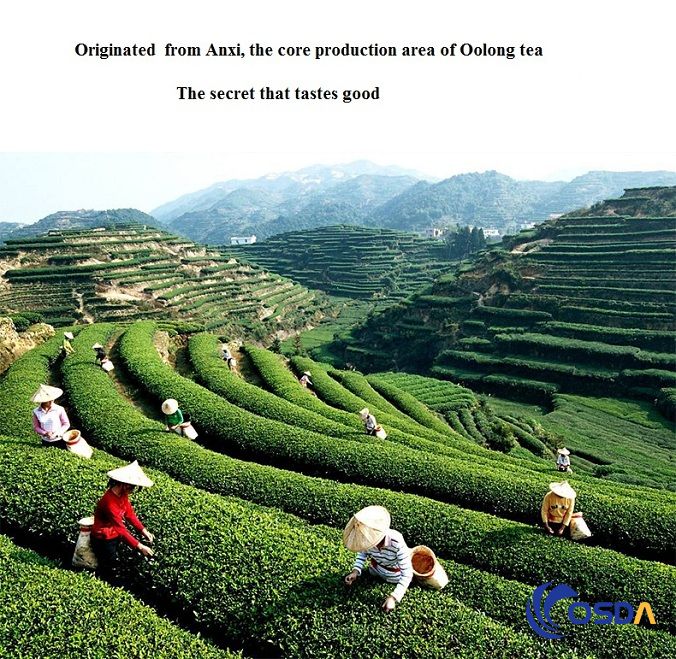 Anxi Oolong Tea